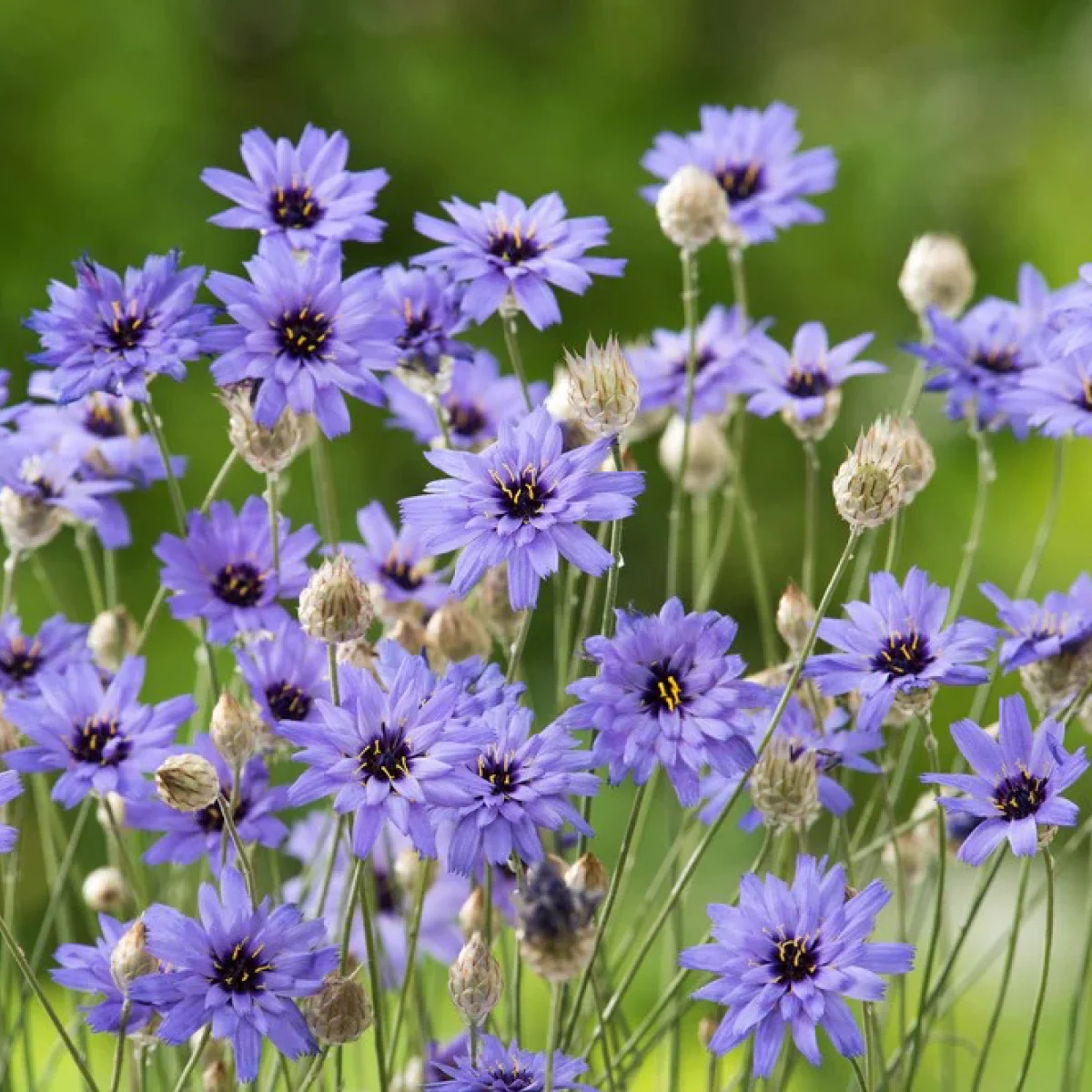 Катана́нхе блакитна ‘Cupid’s Dart’ (Catananche caerulea)