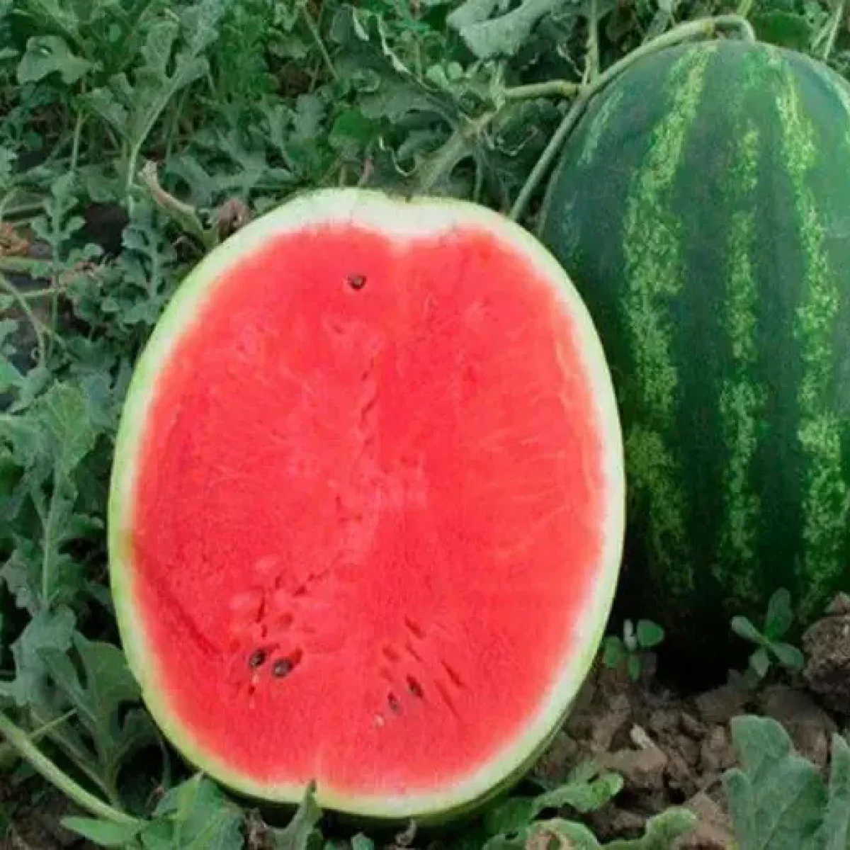 Кавун ‘Barhan F1’ (Citrullus lanatus)