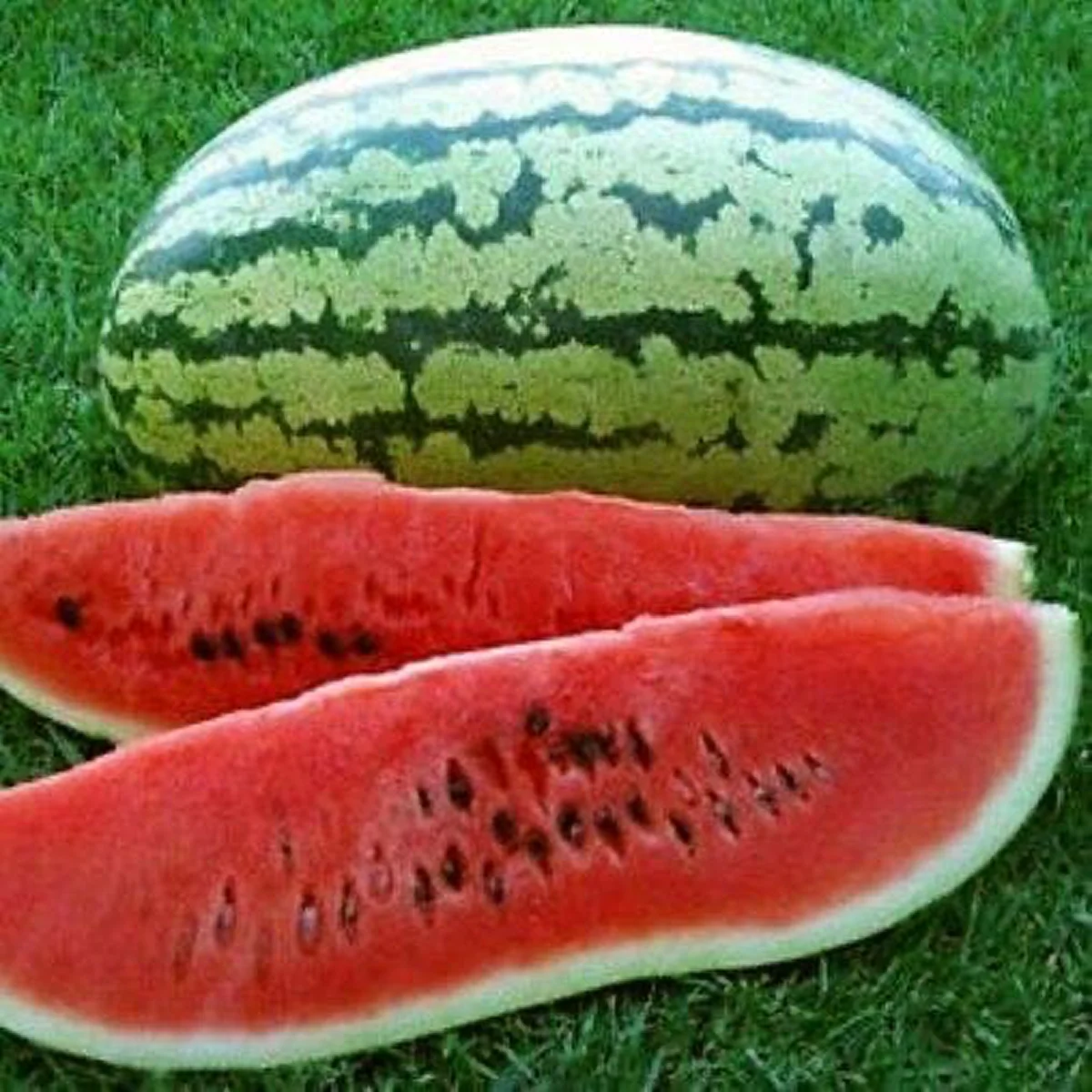 Кавун ‘Klondike Blue Ribbon’ (Citrullus lanatus)