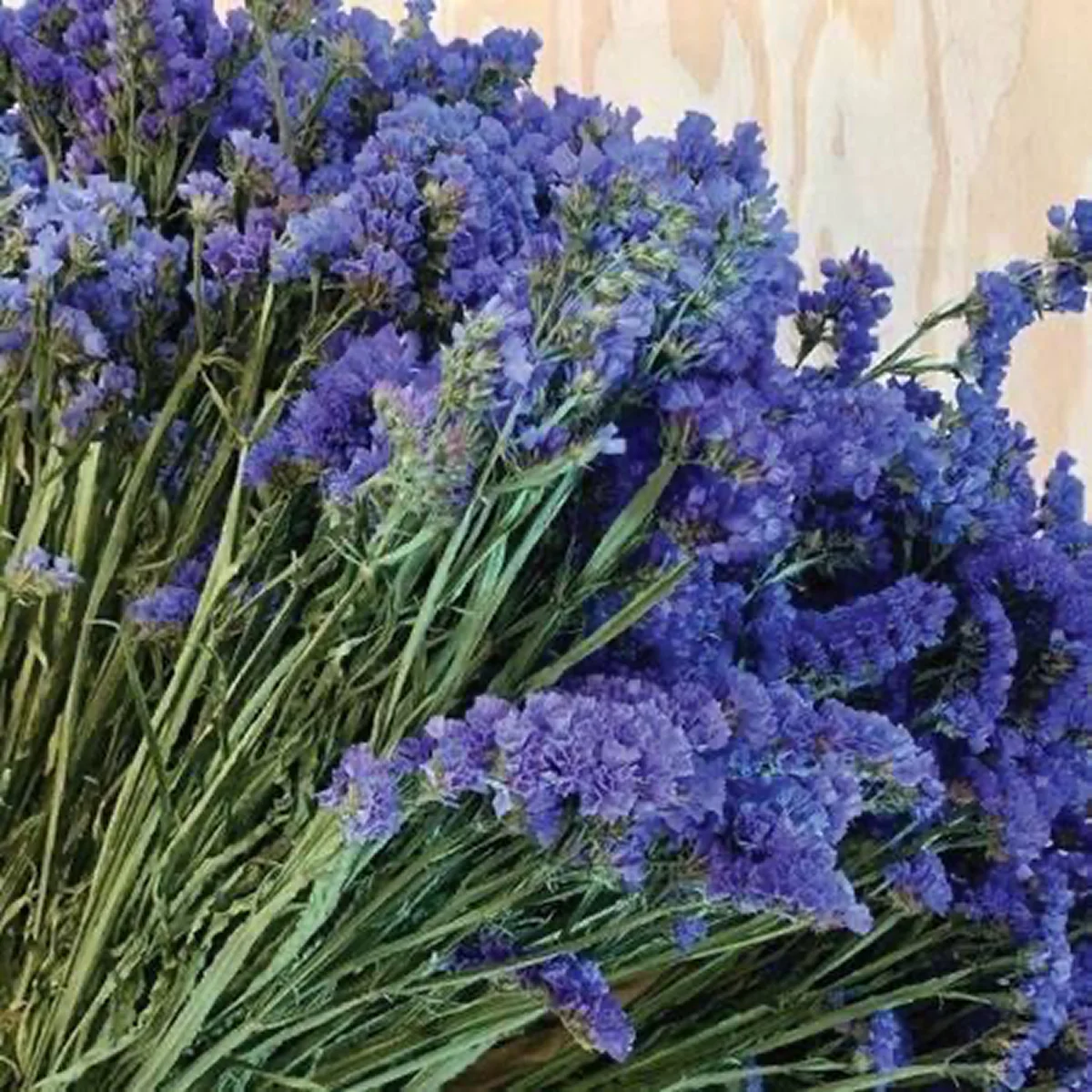 Кермек ‘QIS Dark Blue’ (Limonium sinuatum)