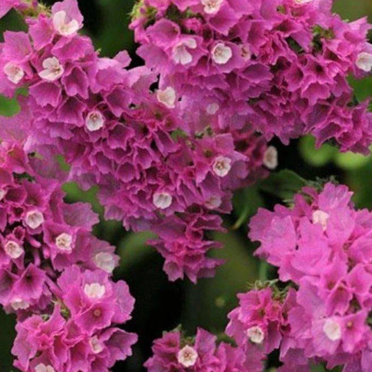 Кермек ‘QIS Rose’ (Limonium sinuatum)