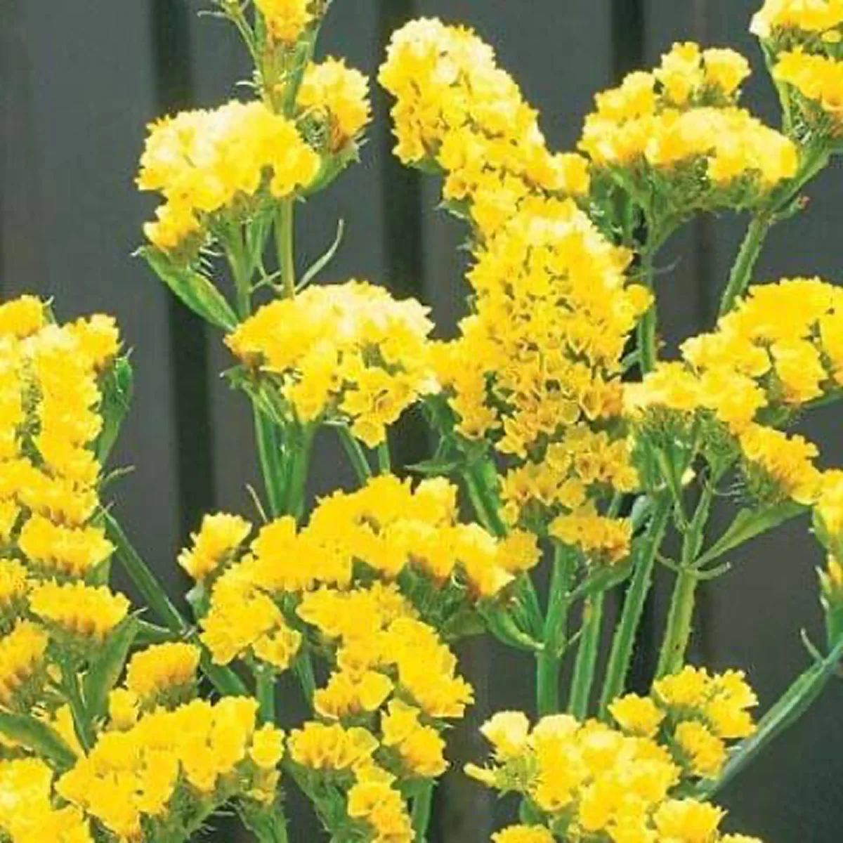 Кермек ‘QIS Yellow’ (Limonium sinuatum)