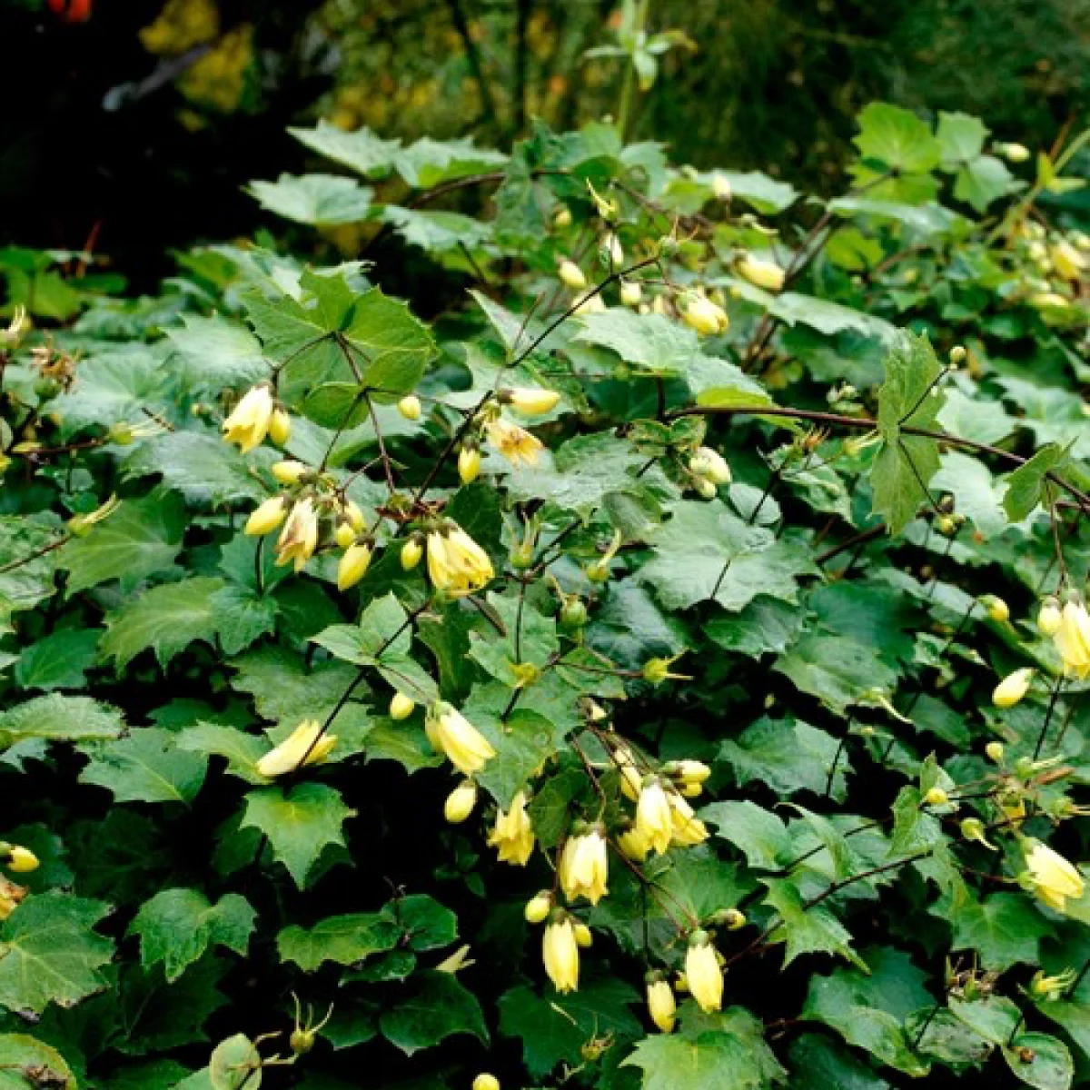 Кіренгешома ‘Yellow Wax Bells’ (Kirengeshoma palmata)