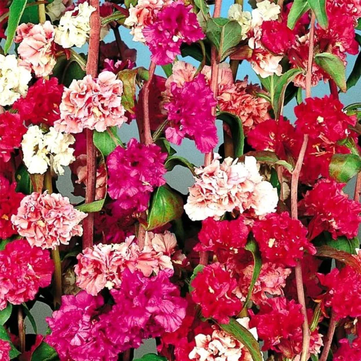 Кларкія ‘Double Mixed’ (Clarkia amoena ssp. lindleyi)