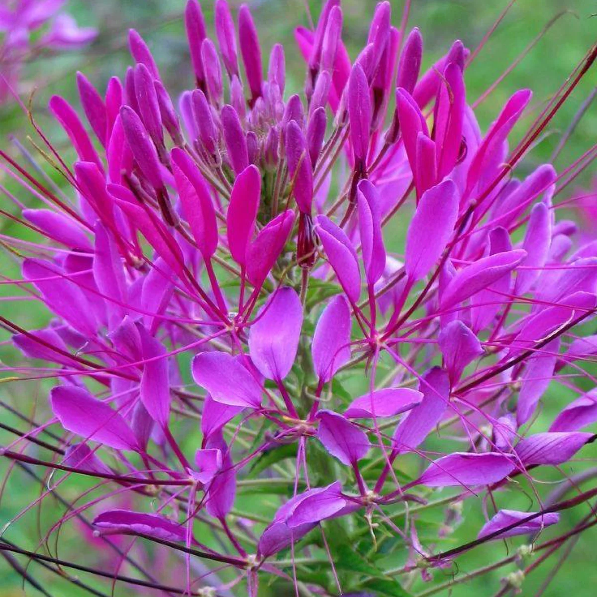 Клеома ‘Violet Queen’ (Cleome spinosa)