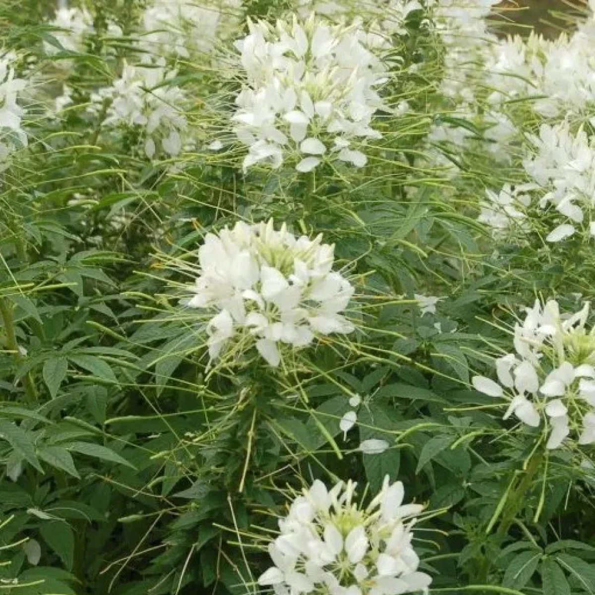 Клеома ‘White Queen’ (Cleome spinosa)