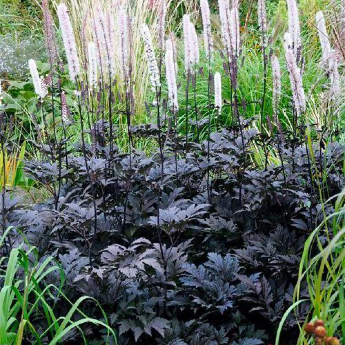 Клопогон ‘Atropurpurea’ (Cimicifuga ramosa)