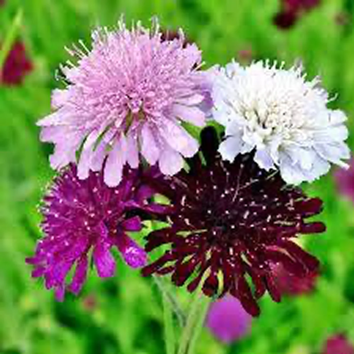 Кнаутія македонська ‘Watercolours’ (Knautia macedonica)Кнаутія македонська ‘Watercolours’ (Knautia macedonica)