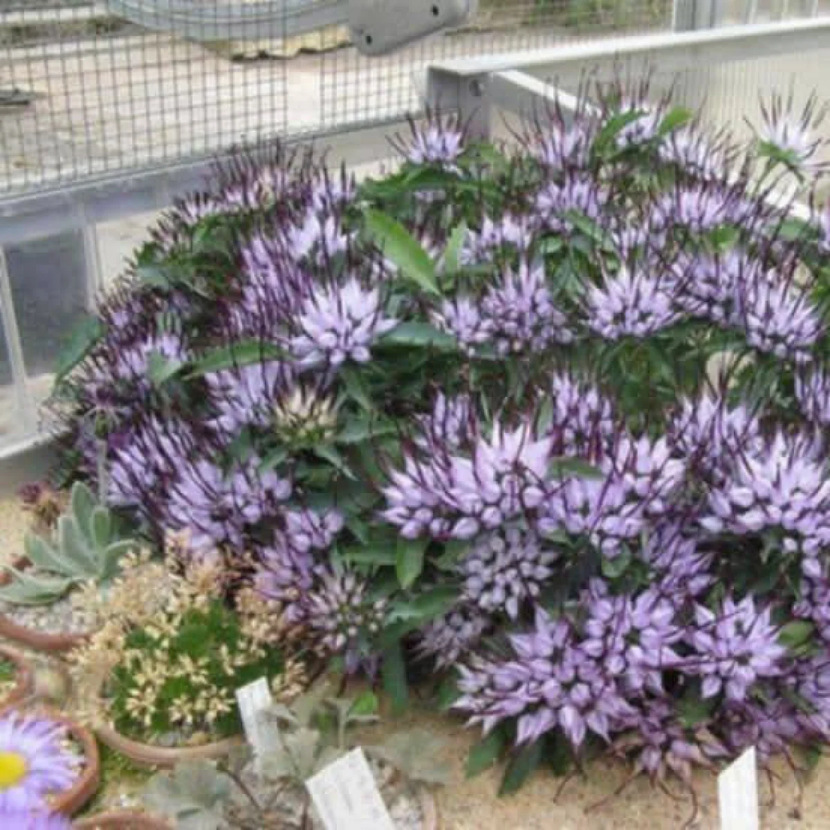 Кольник Шейхцера (Phyteuma scheuchzeri)