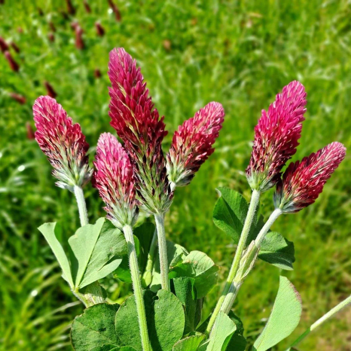 Конюшина пунцова (Trifolium incarnatum)