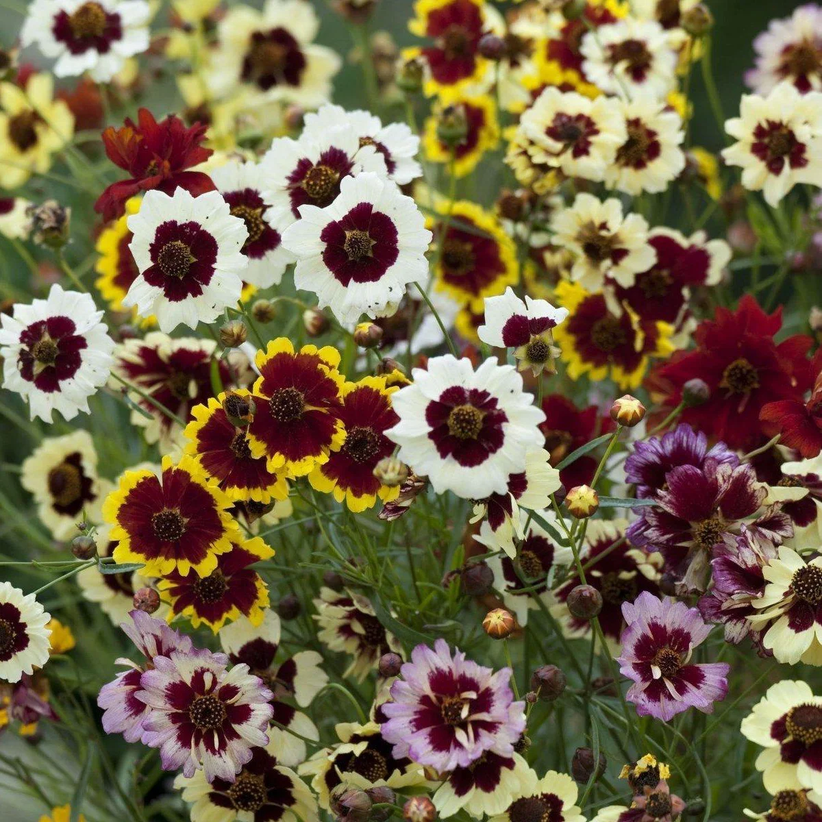 Кореопсис ‘Incredible Dwarf Mix’ (Coreopsis hybrida)