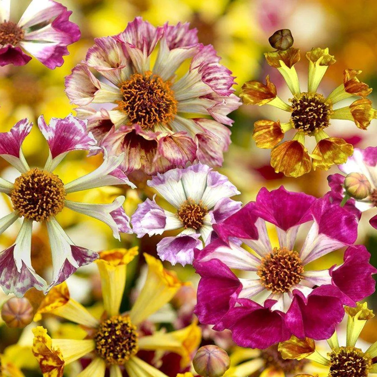 Кореопсис ‘Incredible Sea Shells Mix’ (Coreopsis hybrida)