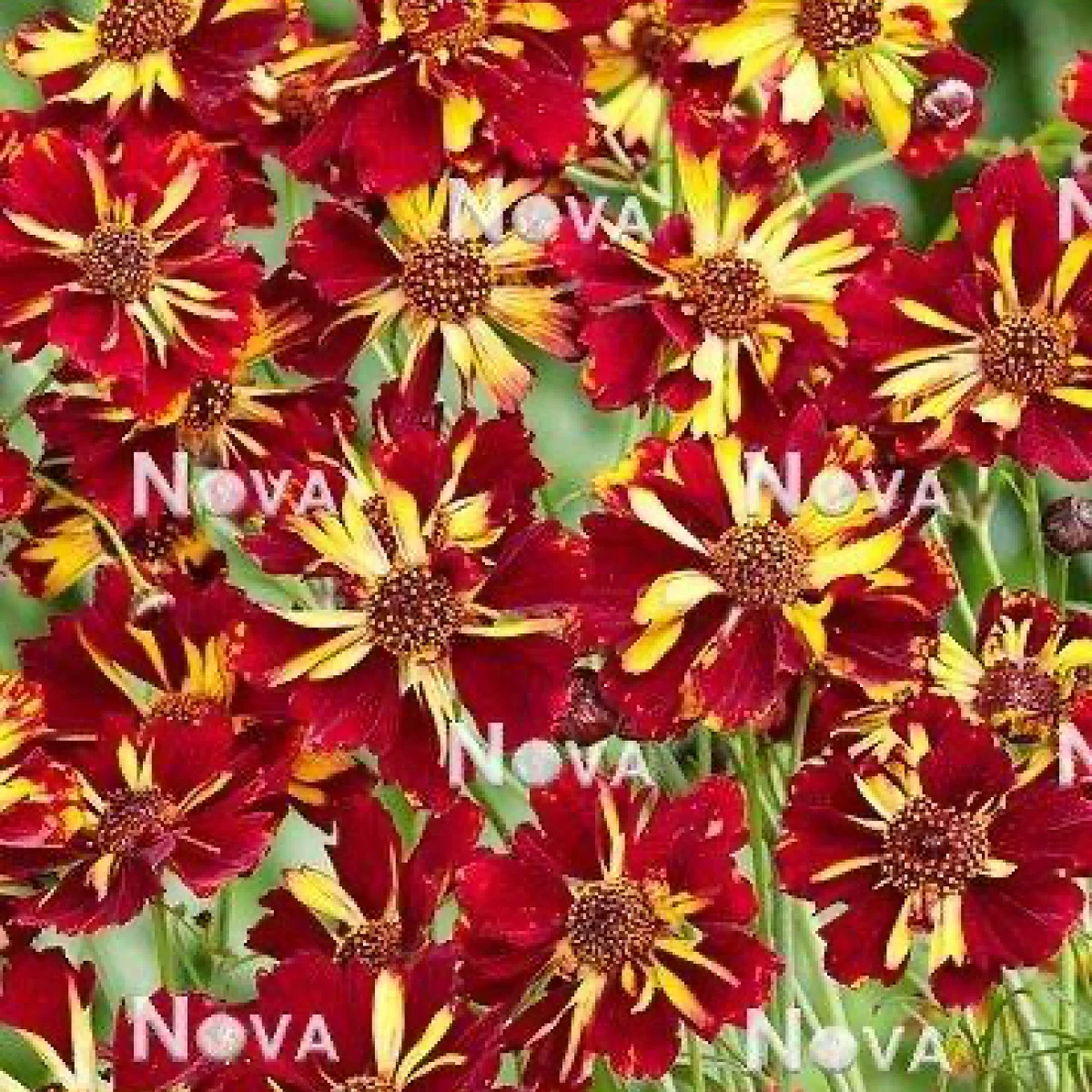 Кореопсис ‘Roulette’ (Coreopsis tinctoria)