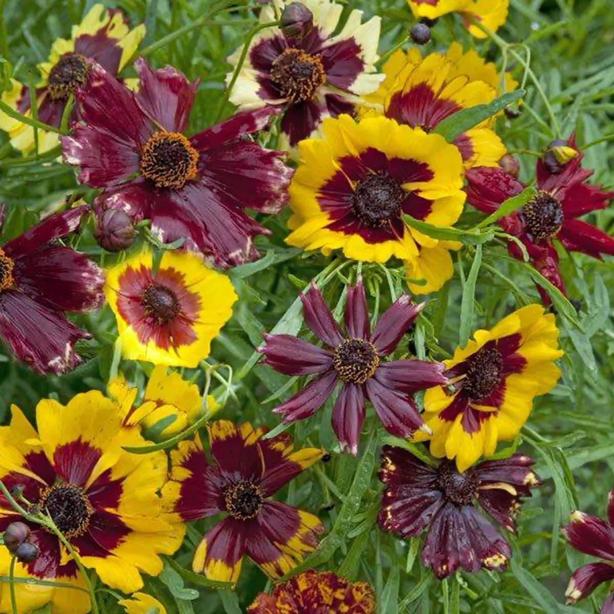 Кореопсис ‘Roulette Mix’ (Coreopsis tinctoria)