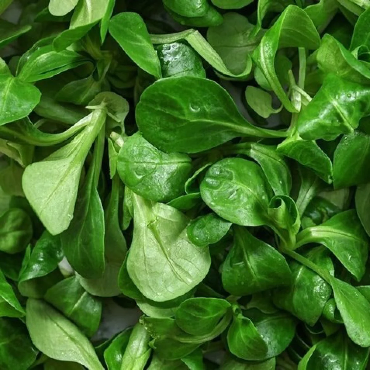 Корн-салат ‘Verte de Cambrai’ (Valerianella locusta)