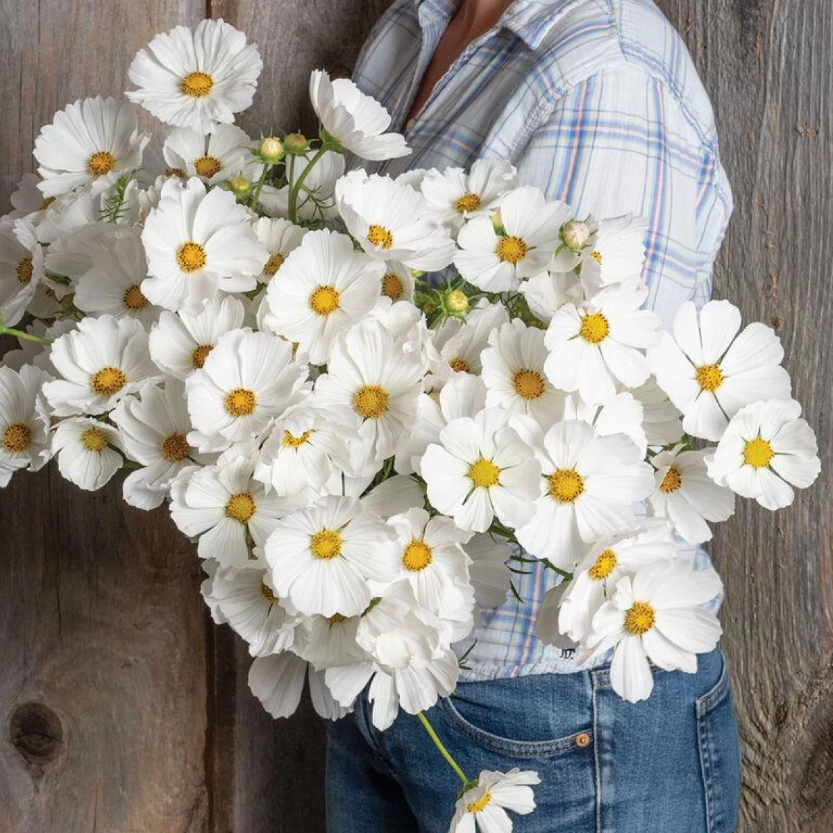 Космея ‘Afternoon White’ (Cosmos bipinnatus)