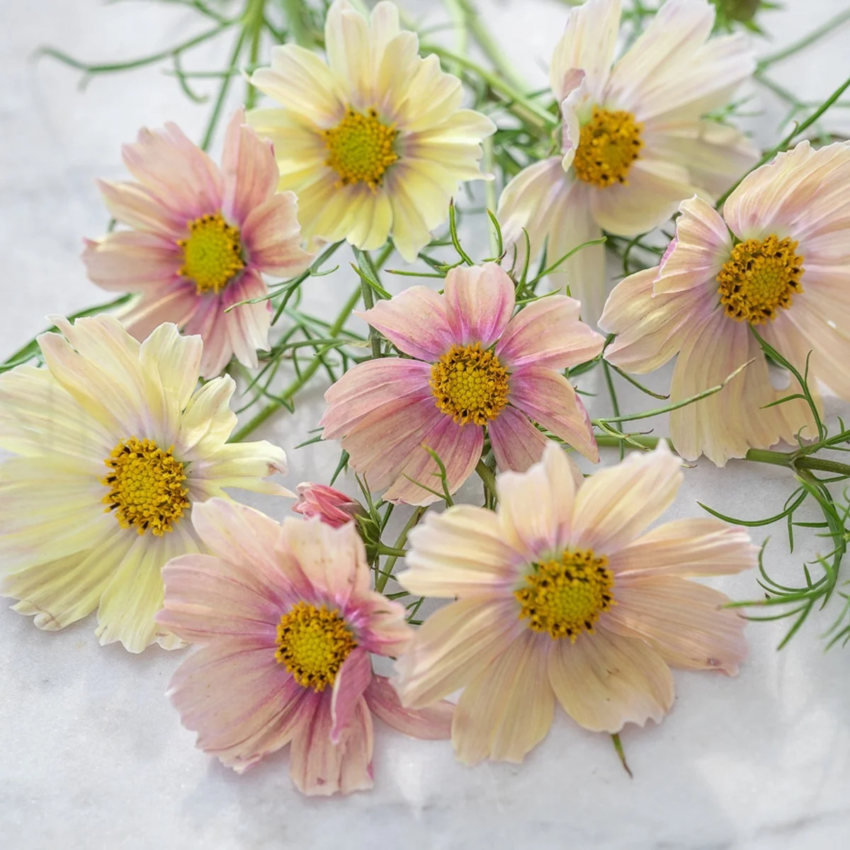 Космея ‘Apricot Lemonade’ (Cosmos bipinnatus)