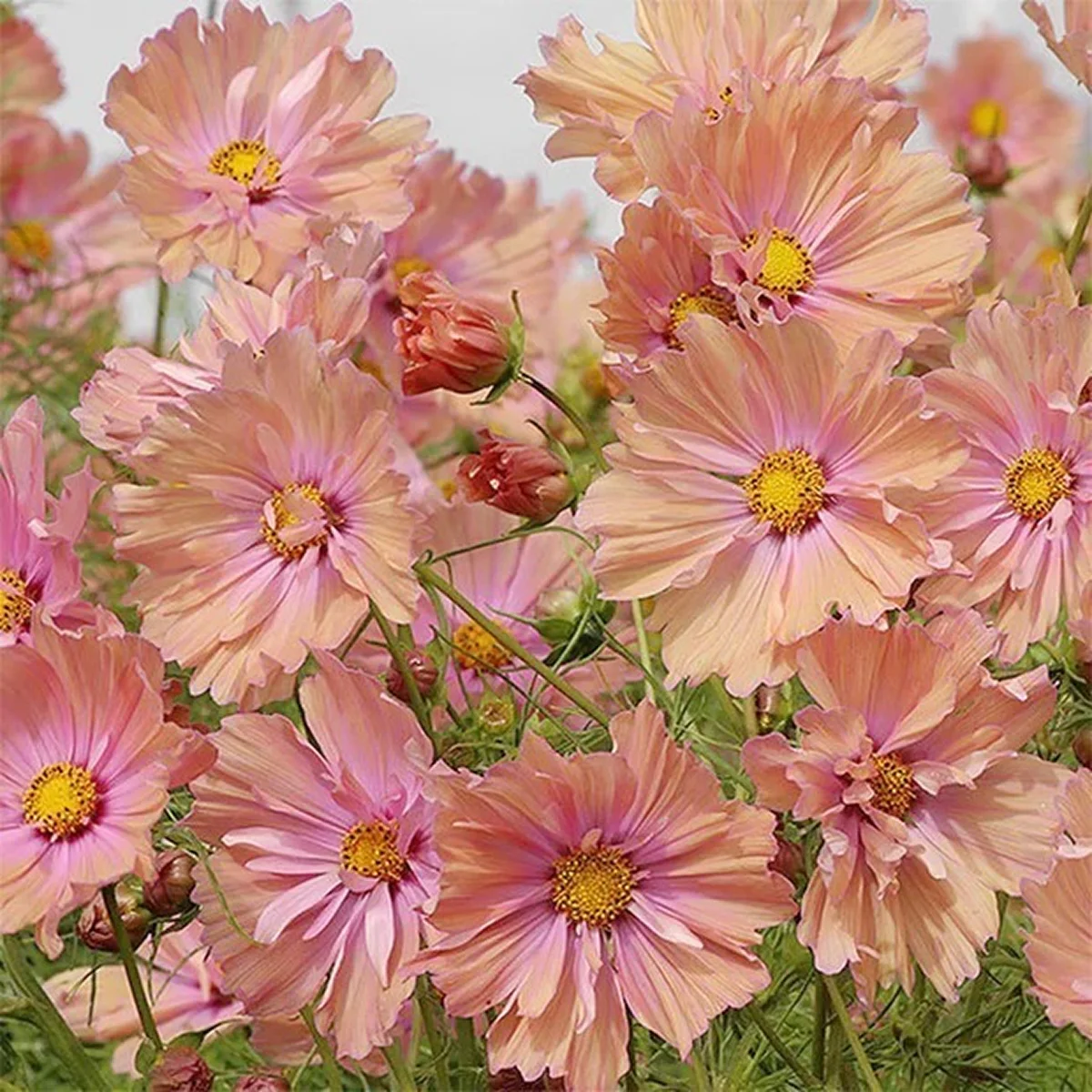 Космея ‘Apricotta’ (Cosmos bipinnatus)