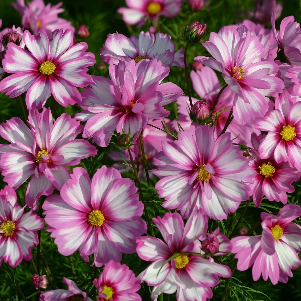 Космея ‘Capriola’ (Cosmos bipinnatus)