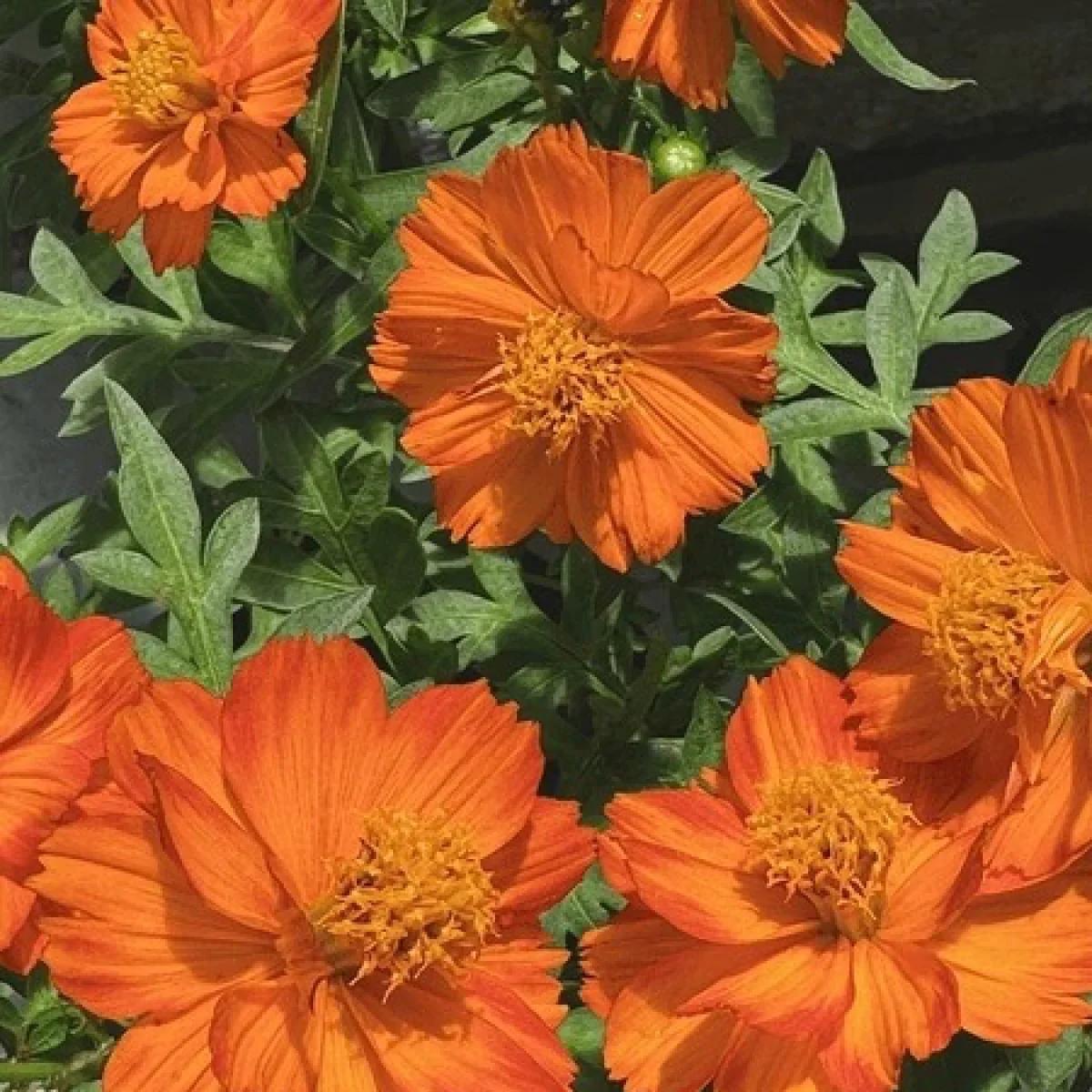 Космея ‘Cosmic Orange’ (Cosmos sulphureus)