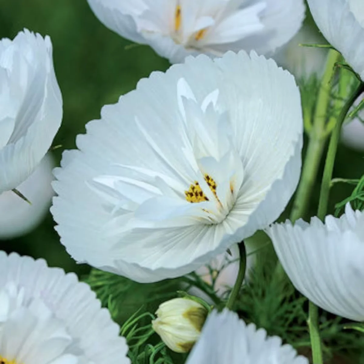 Космея ‘Cupcakes White’ (Cosmos bipinnatus)