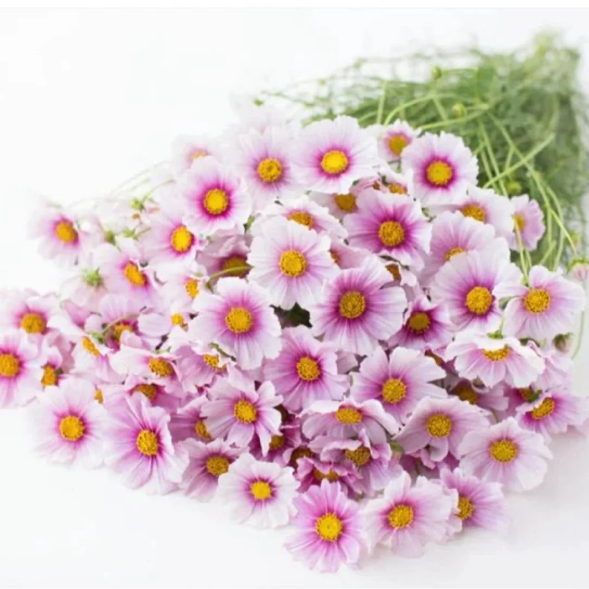 Космея ‘Daydream’ (Cosmos bipinnatus)