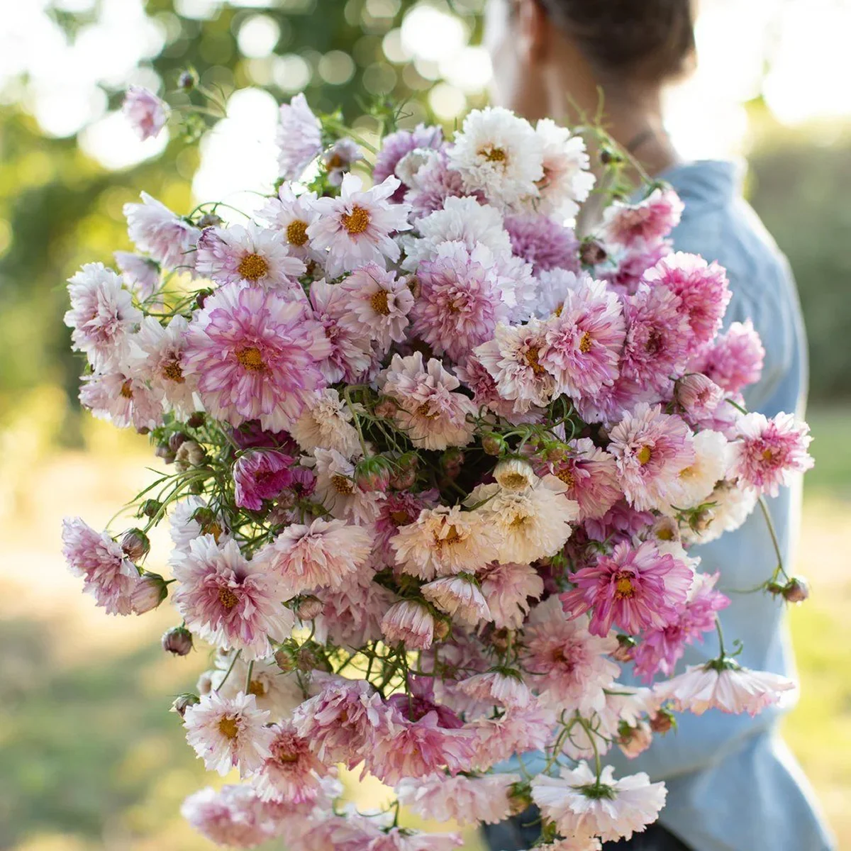 Космея ‘Double Bicolour Pink’ (Cosmos bipinnatus)