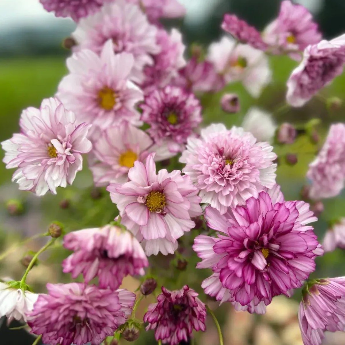 Космея ‘Double Bicolour Violet’ (Cosmos bipinnatus)