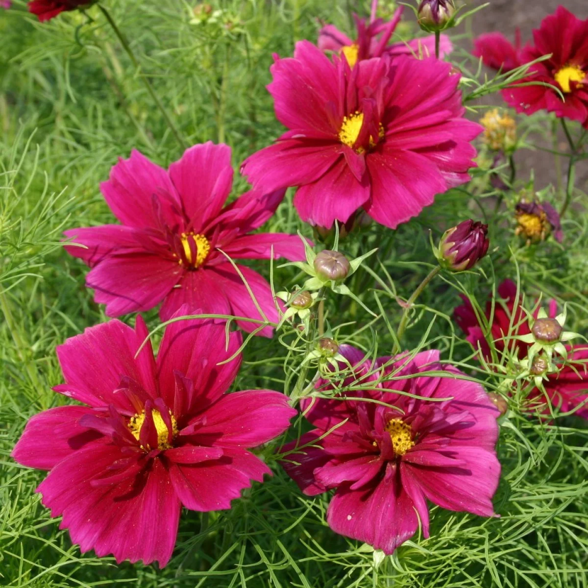 Космея ‘Fandango’ (Cosmos bipinnatus)