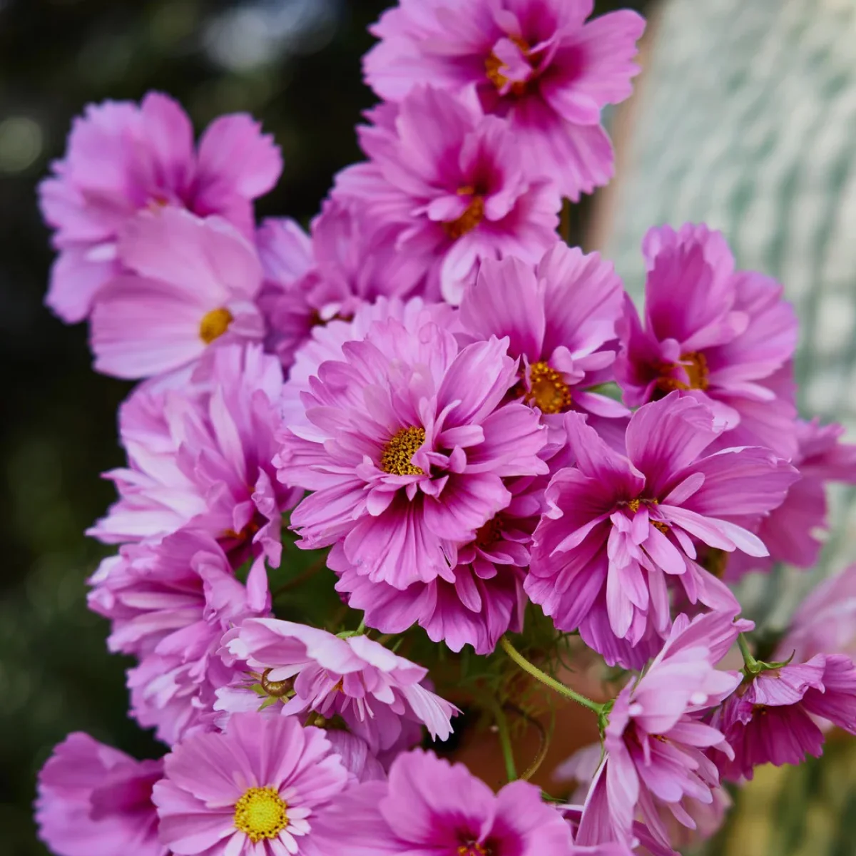 Космея ‘Fizzy Pink Dark Centre’ (Cosmos bipinnatus)