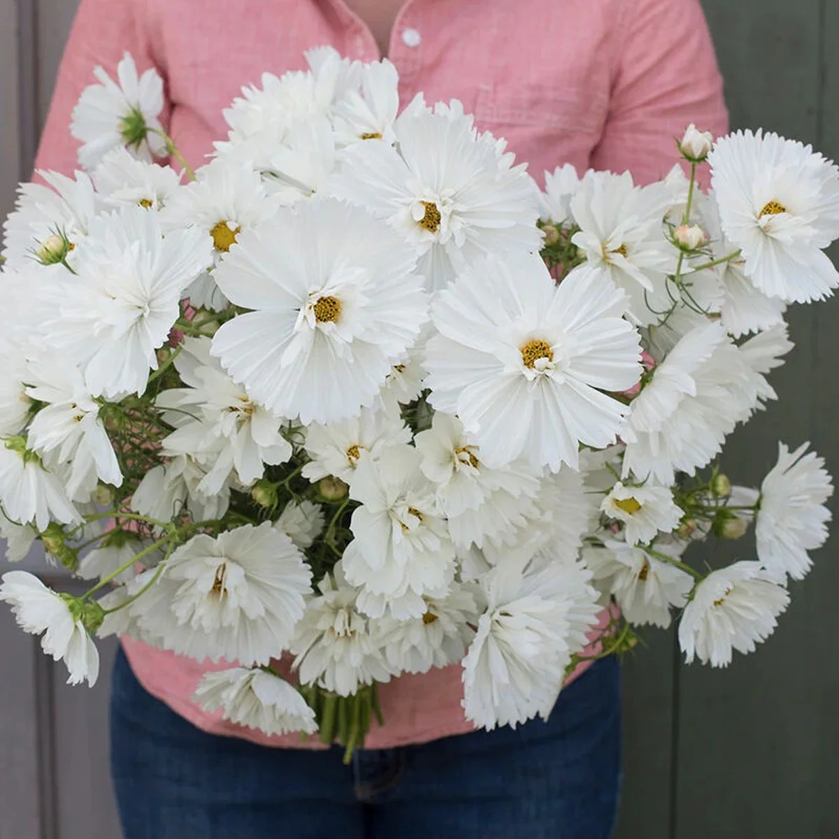 Космея ‘Fizzy White’ (Cosmos bipinnatus)