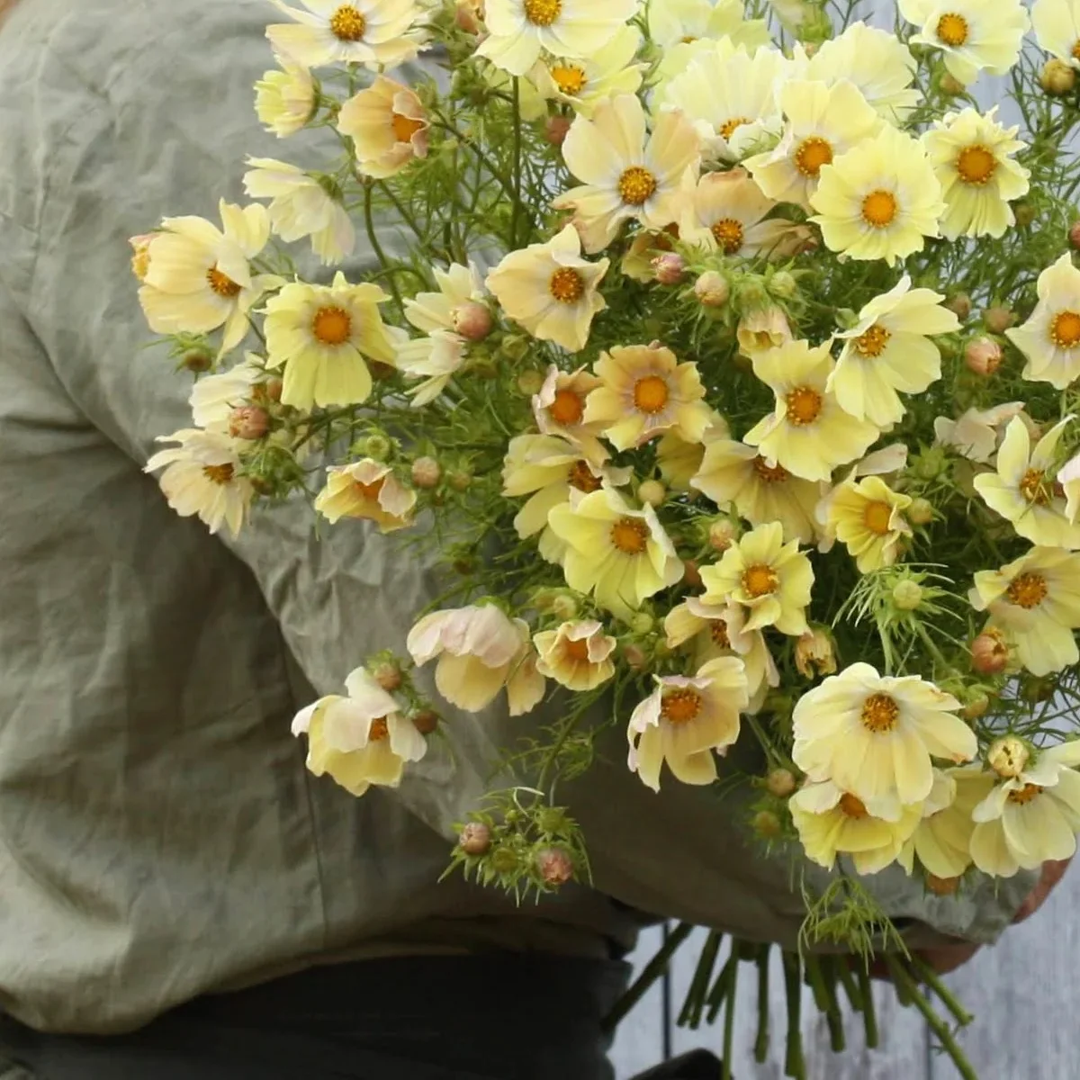 Космея ‘Kiiro’ (Cosmos bipinnatus)