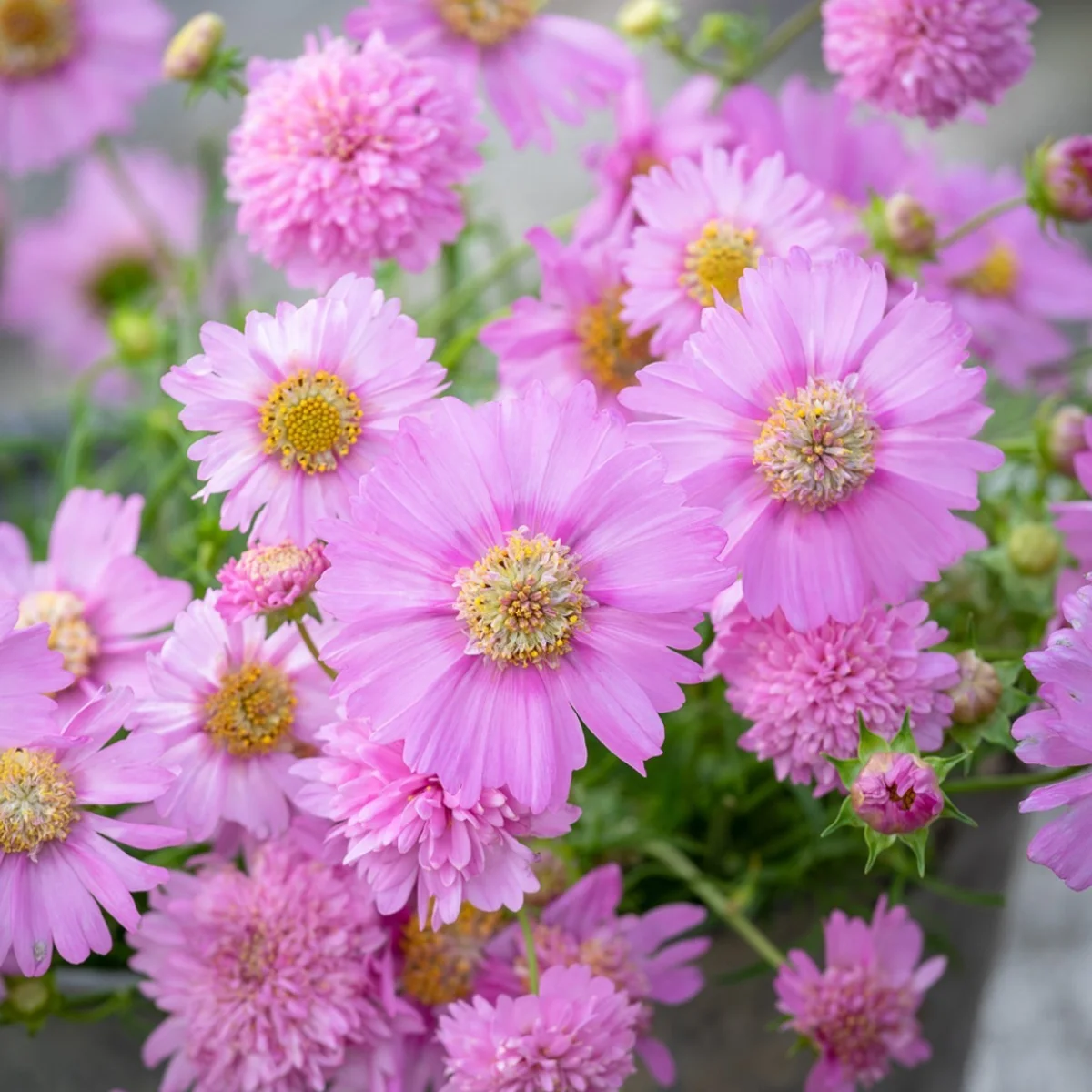 Космея ‘Pink Popsocks’ (Cosmos bipinnatus)