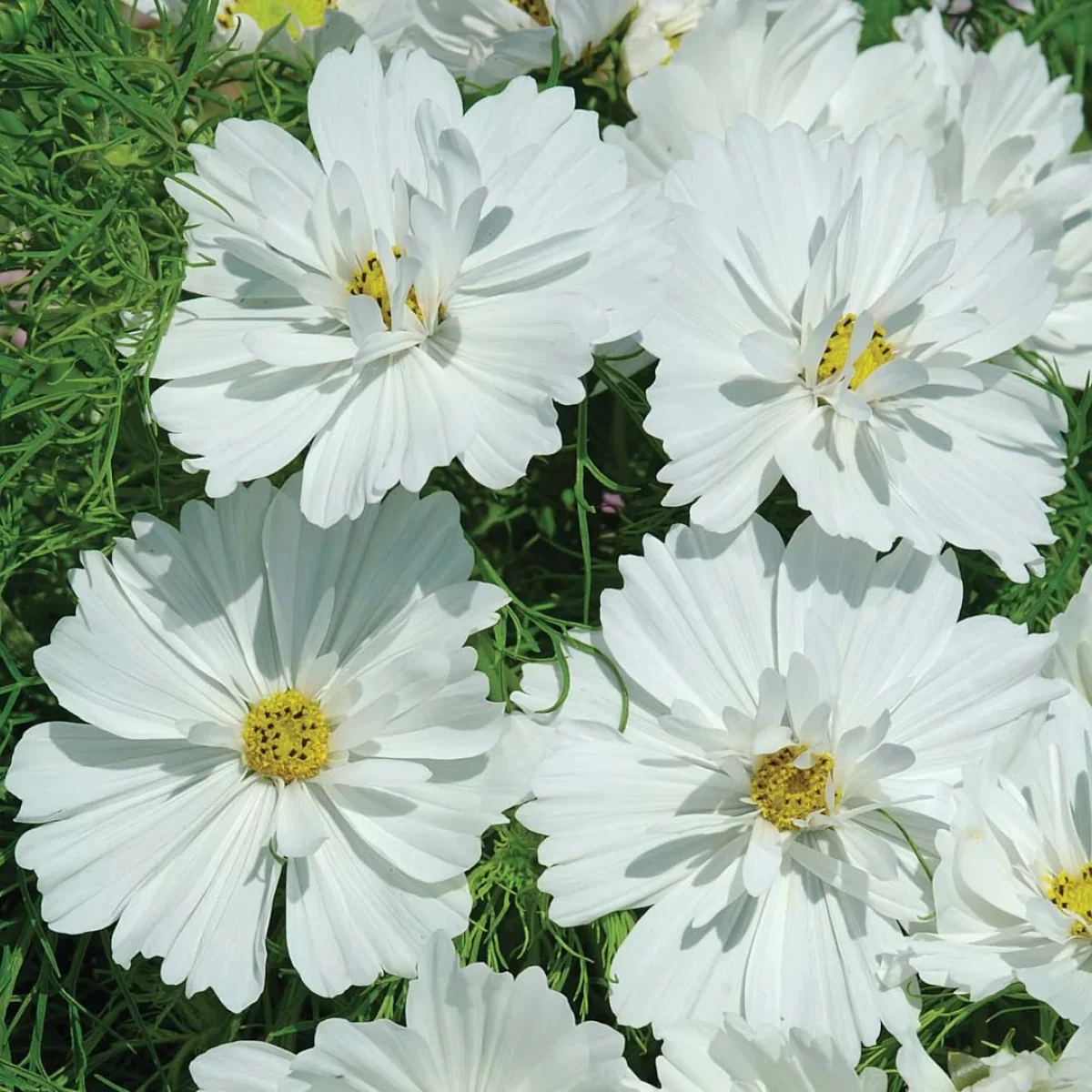 Космея ‘Psyche White’ (Cosmos bipinnatus)