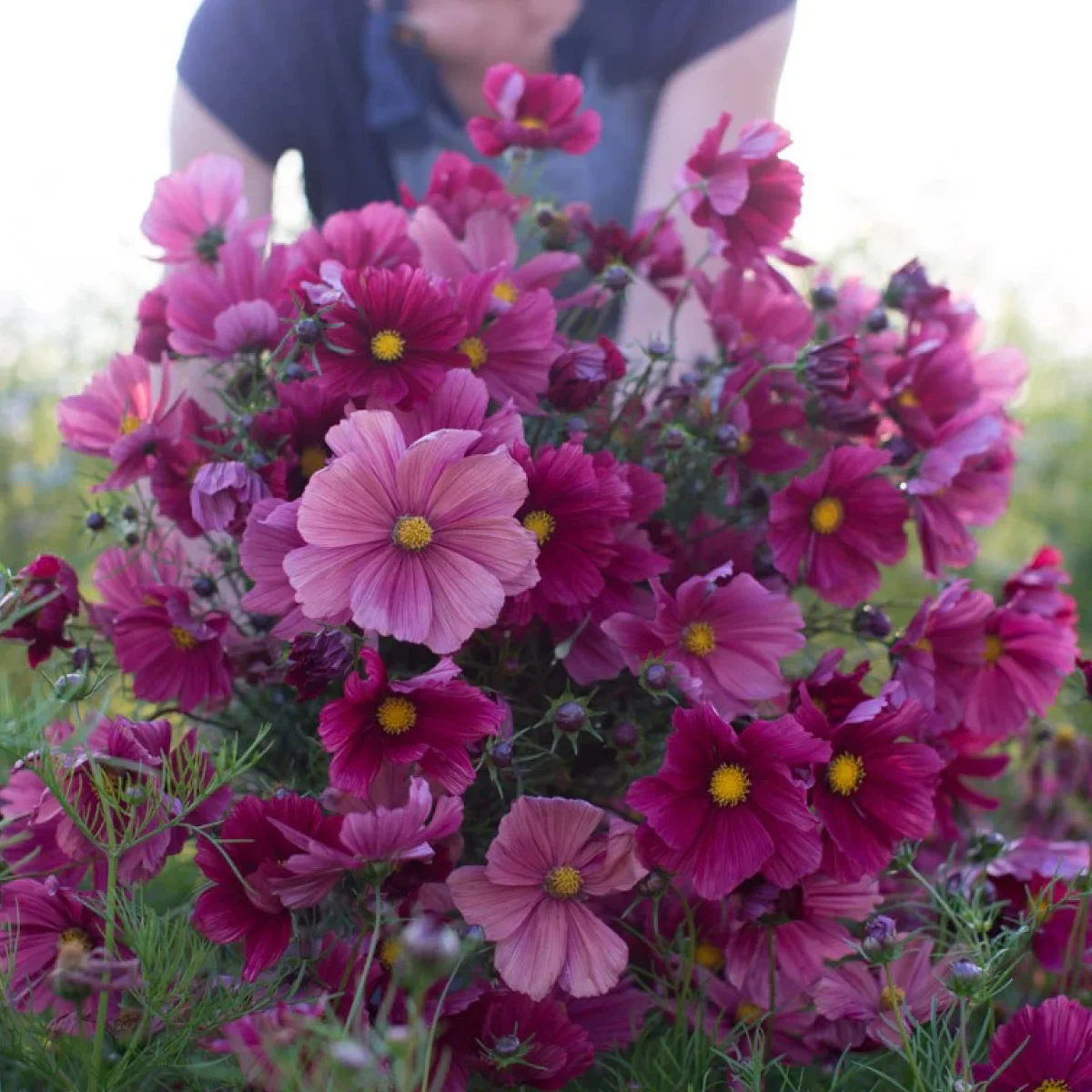 Космея ‘Rubenza’ (Cosmos bipinnatus)