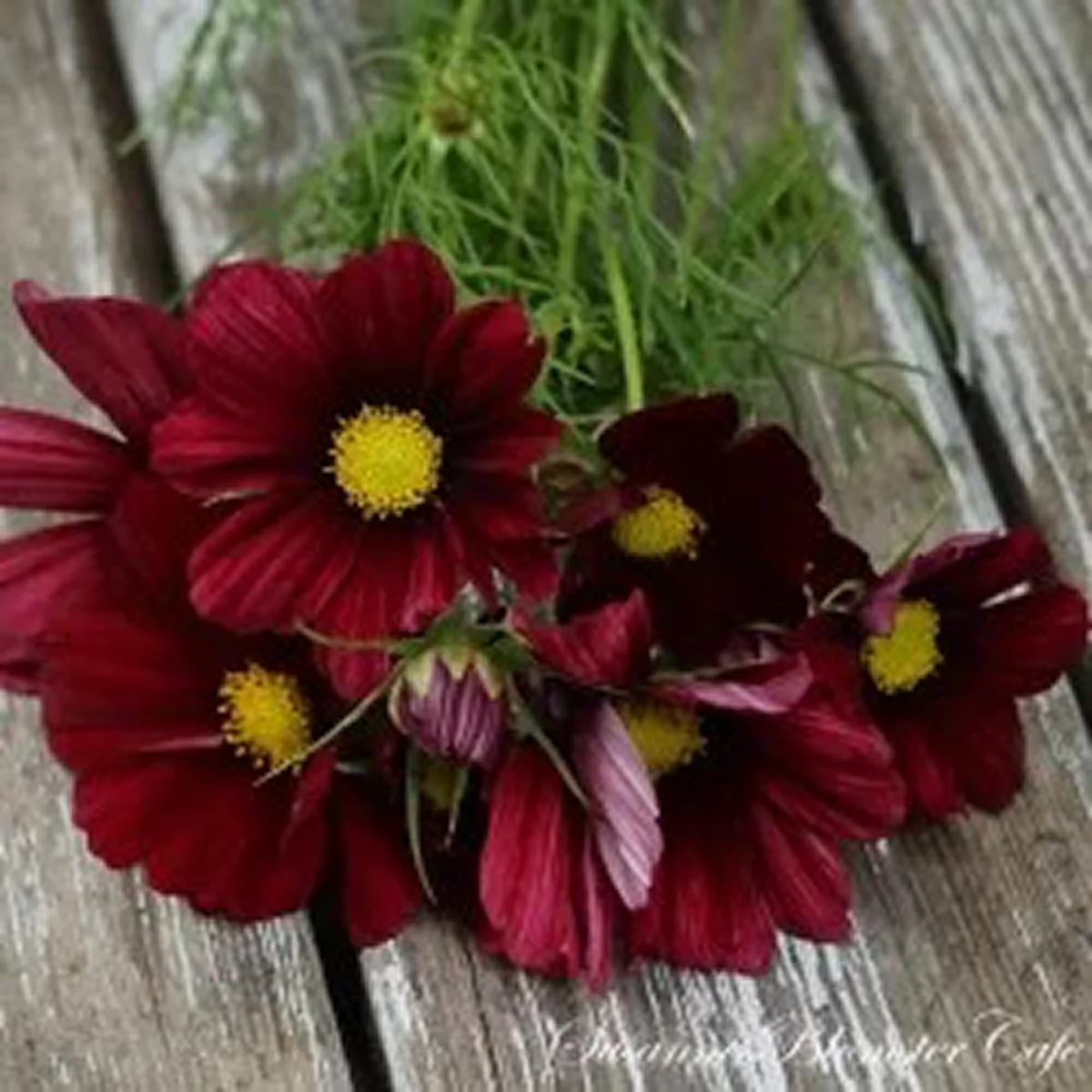 Космея ‘Rubin’ (Cosmos bipinnatus)