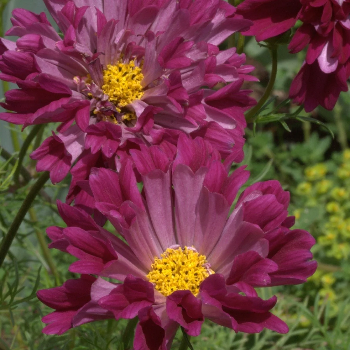 Космея ‘Sea Shells Red’ (Cosmos bipinnatus)