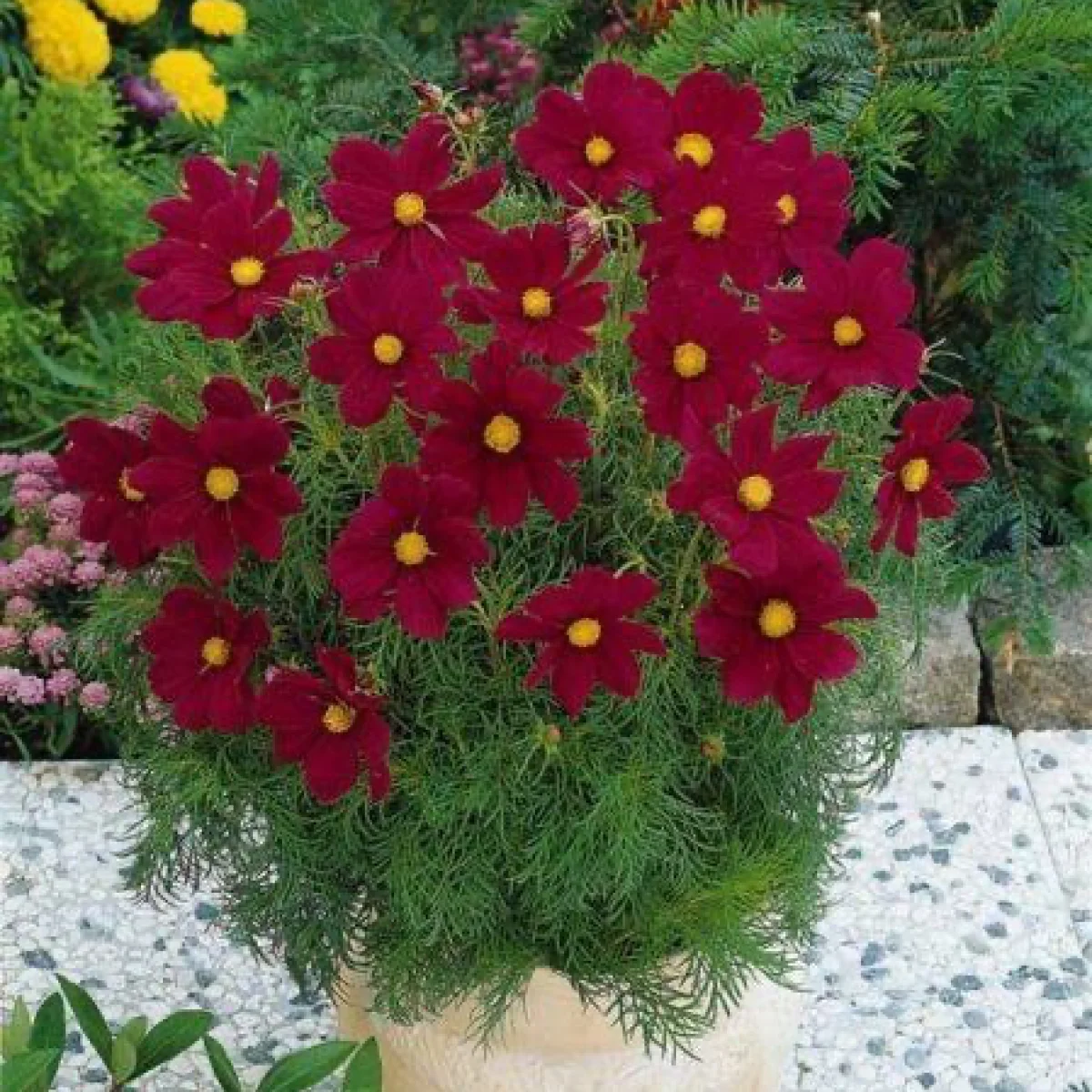 Космея ‘Sonata Red Shades’ (Cosmos bipinnatus)