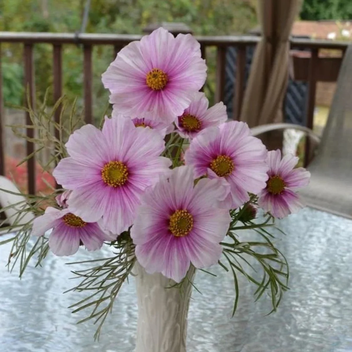 Космея ‘Sweet Dreams’ (Cosmos bipinnatus)