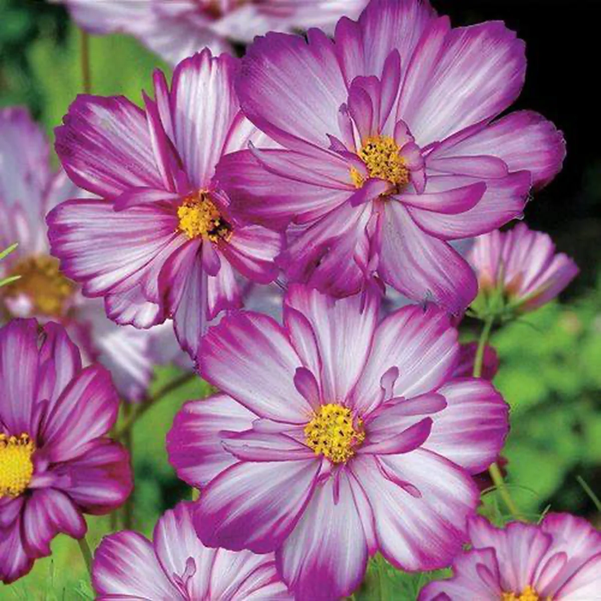 Космея ‘Sweet Kisses’ (Cosmos bipinnatus)