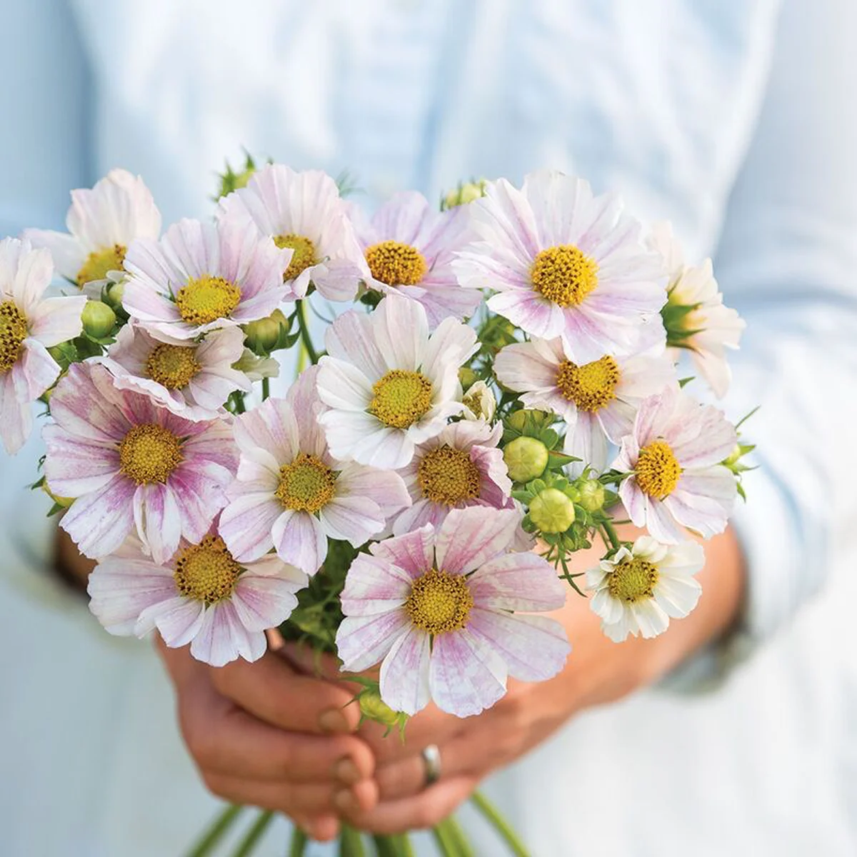 Космея ‘Tetra Versailles Flush’ (Cosmos bipinnatus)