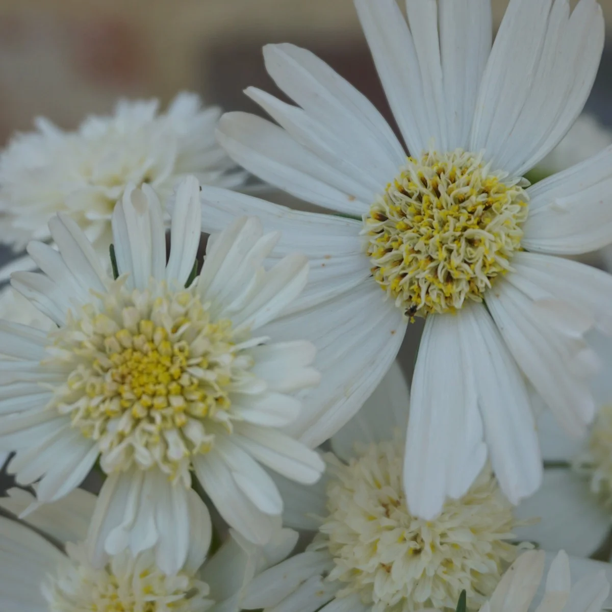 Космея ‘White Popsocks’ (Cosmos bipinnatus)