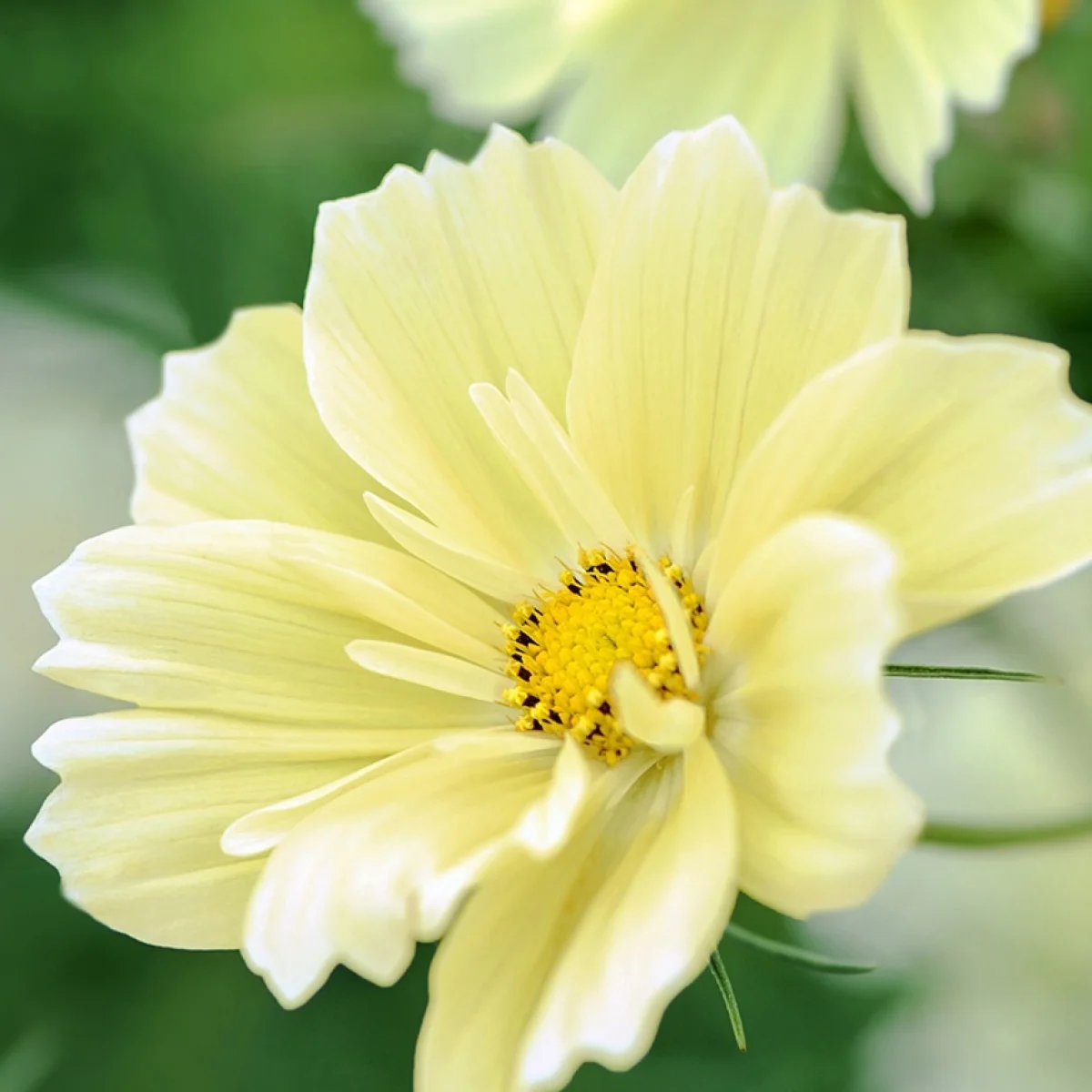 Космея ‘Xanthos’ (Cosmos bipinnatus)