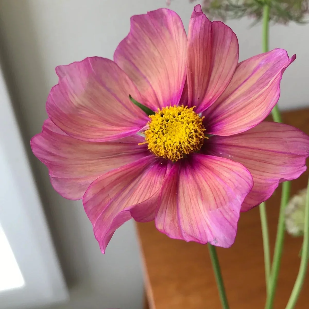 Космея ‘Xsenia’ (Cosmos bipinnatus)