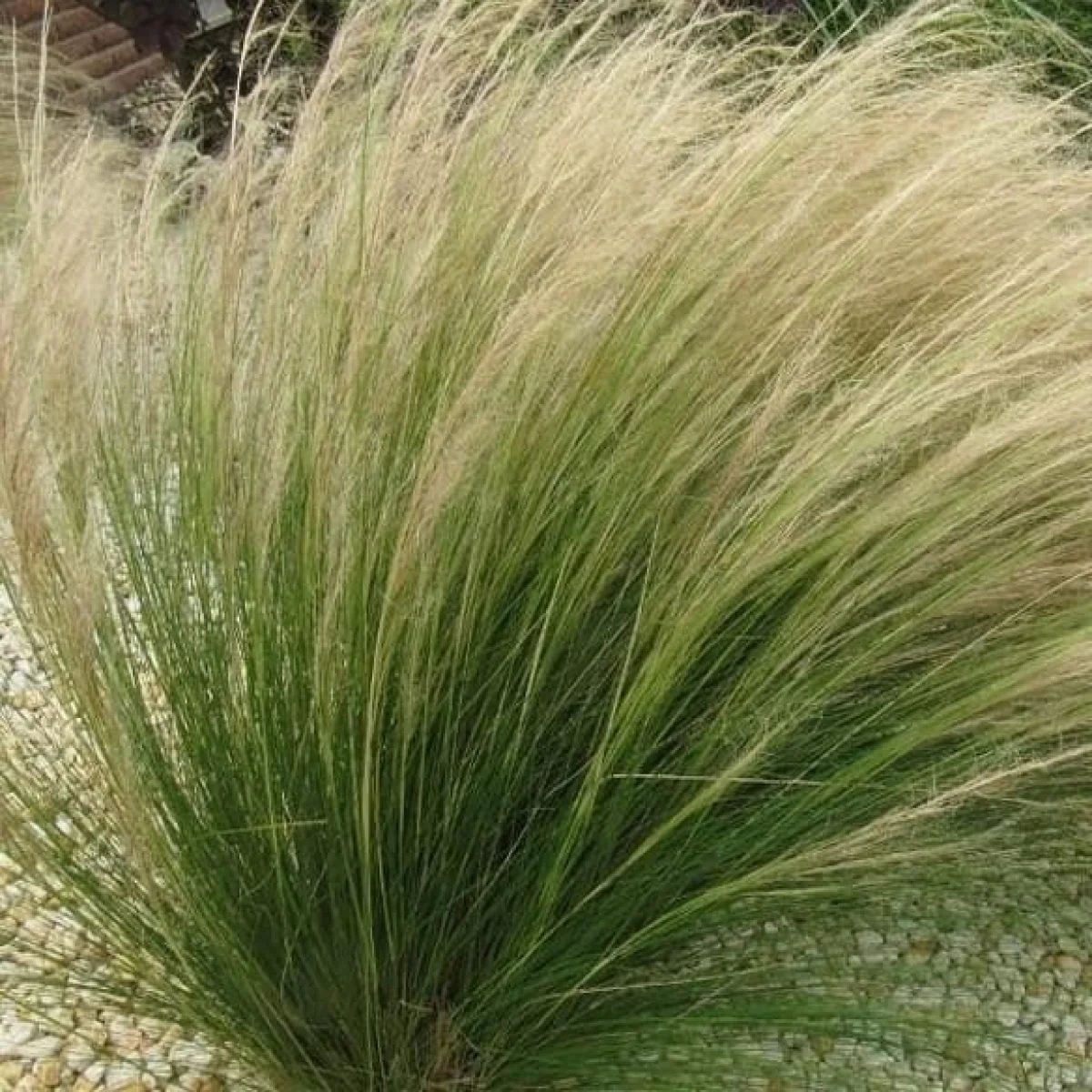 Ковила ‘Angel Hair’ (Stipa tenuissima)