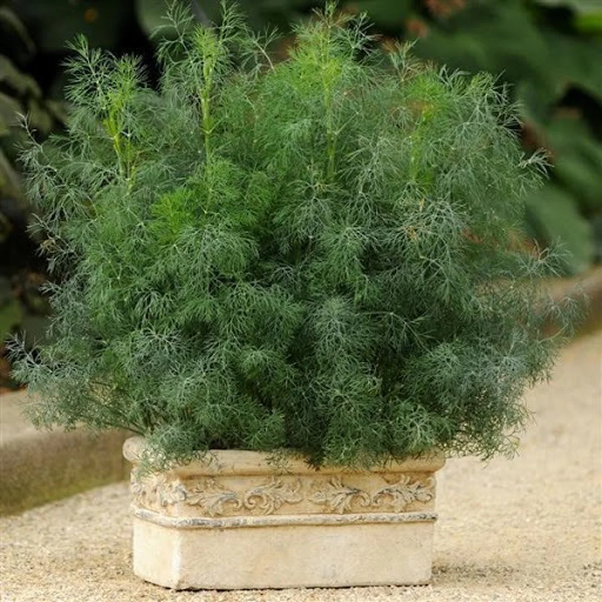 Кріп кущовий ‘Fernleaf’ (Anethum graveolens)