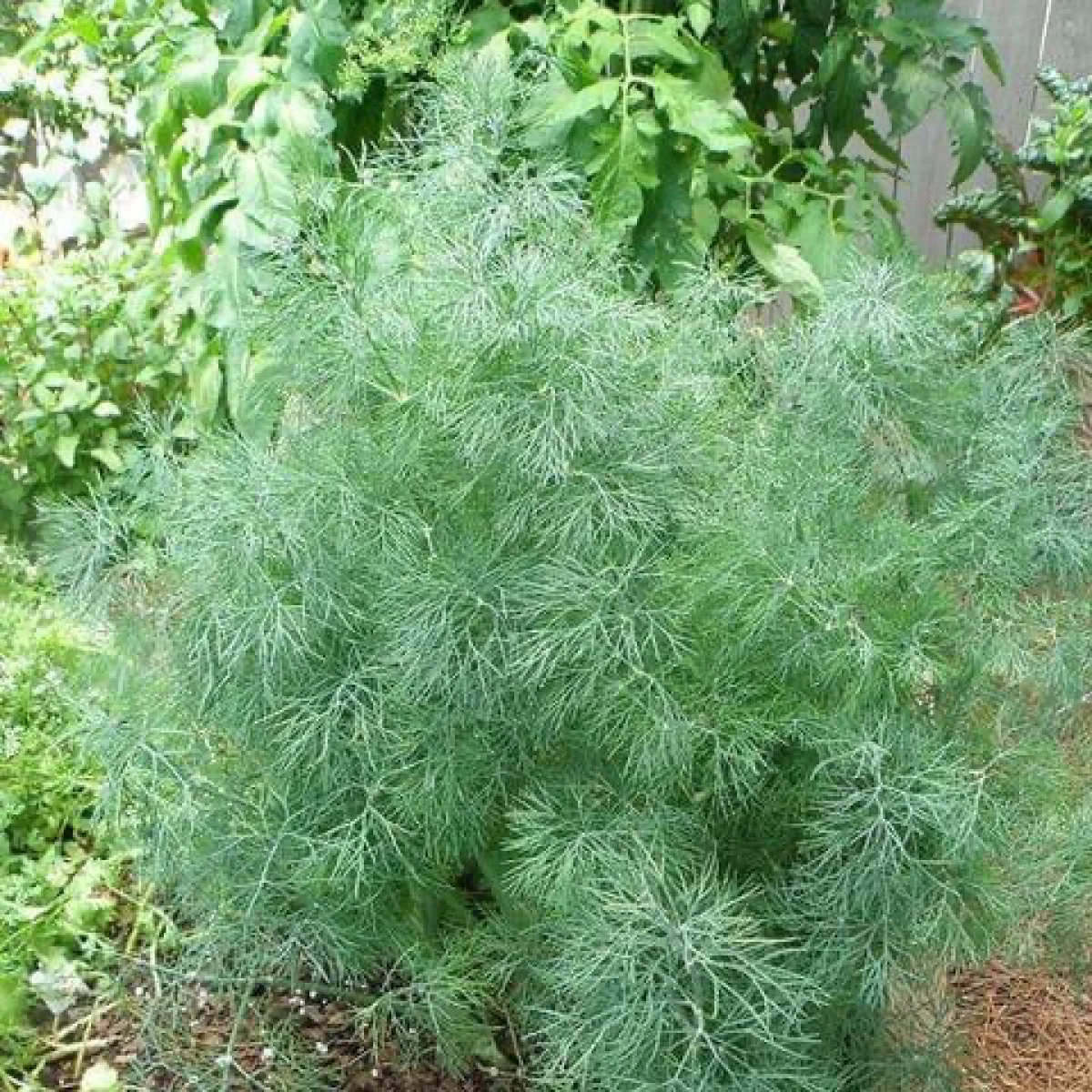 Кріп ‘Compato’ (Anethum graveolens)