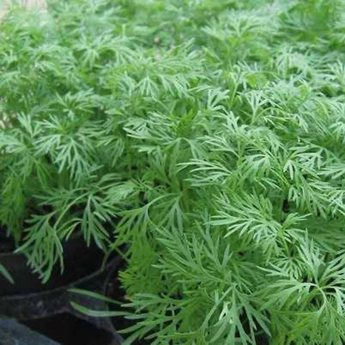 Кріп ‘Teddy’ (Anethum graveolens)