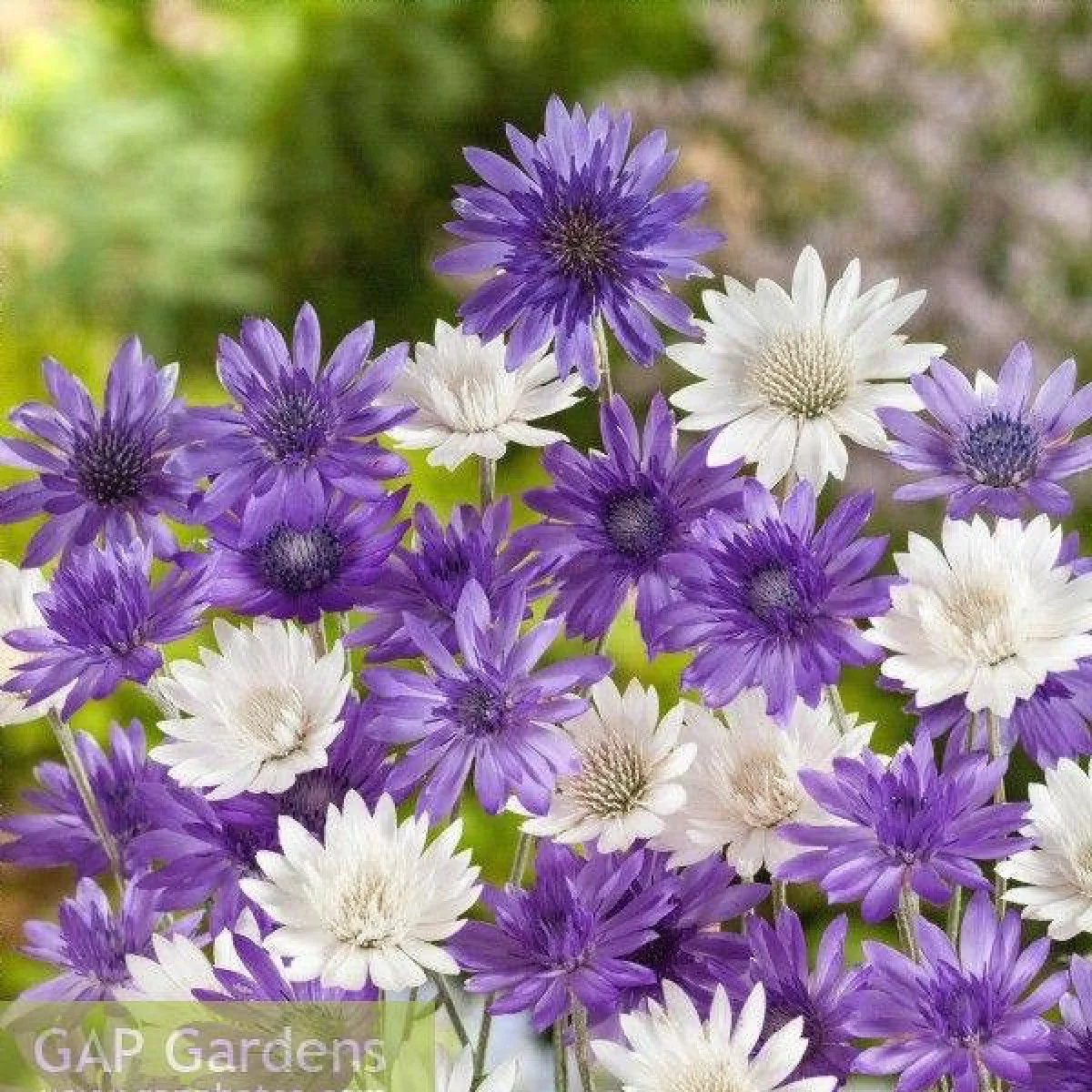 Ксерантемум однорічний ‘Mix’ (Xeranthemum annuum)