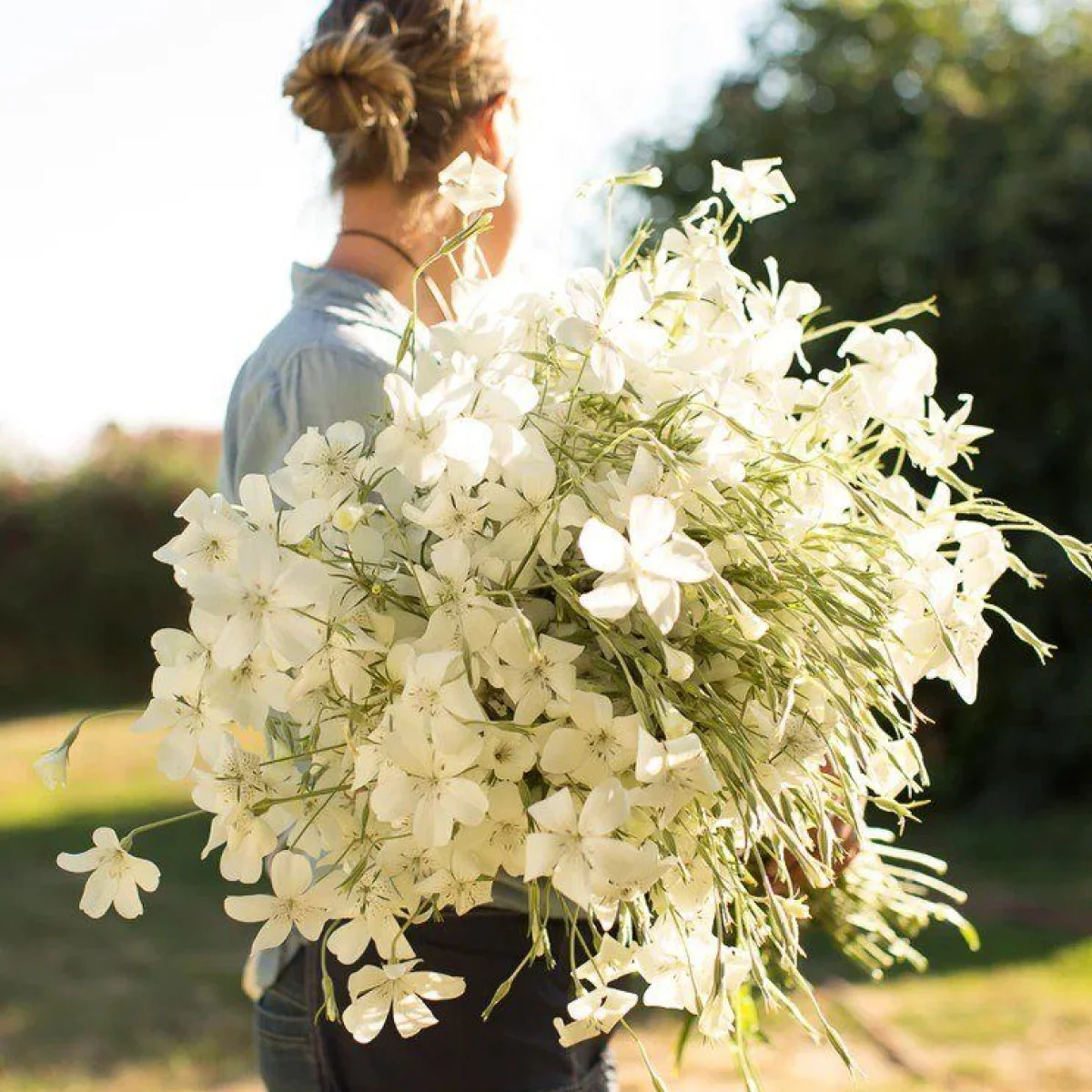 Кукіль звичайний ‘Ocean Pearls’ (Agrostemma githago)